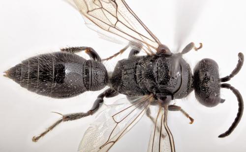 Réf. 315 582 : Tiphia sp.